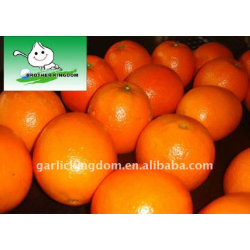 Juic Navel Orange dans un carton en papier de 15 kg